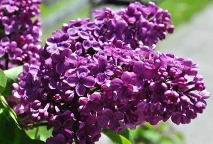 Agincourt Beauty