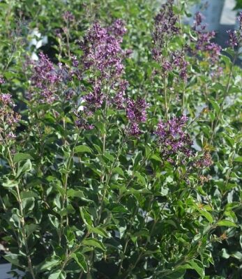 Bloomerang Dark Purple