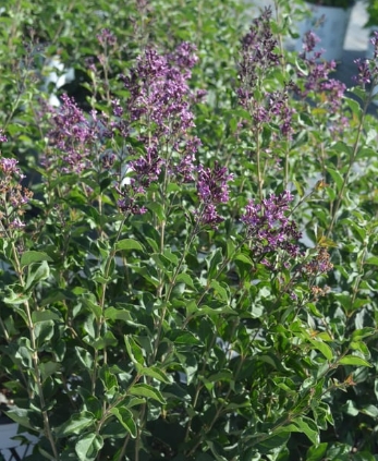 Bloomerang Dark Purple
