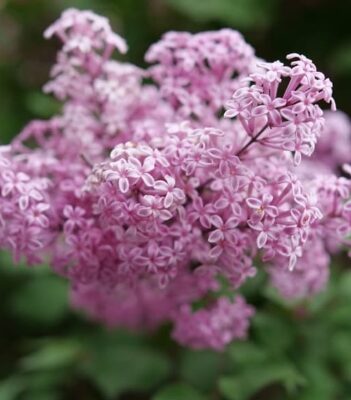 Bloomerang Purpink