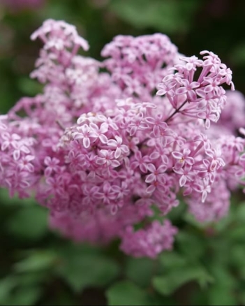 Bloomerang Purpink