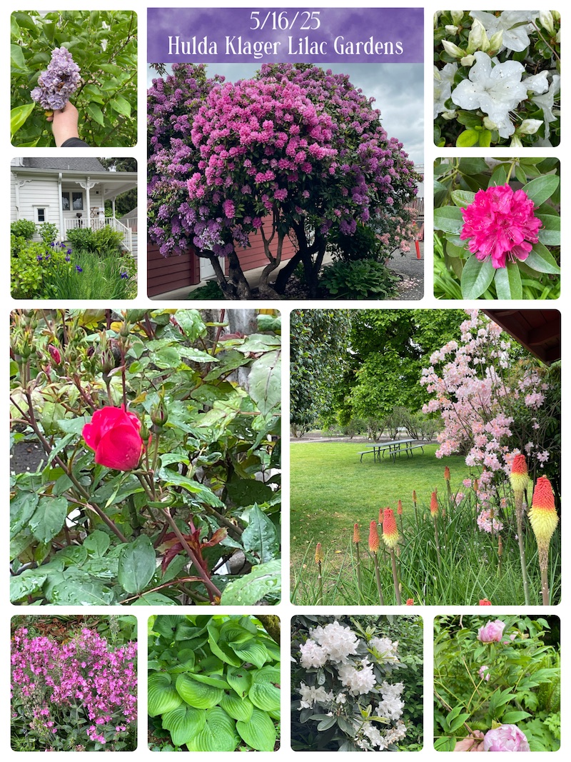 Pictures of the current blooms