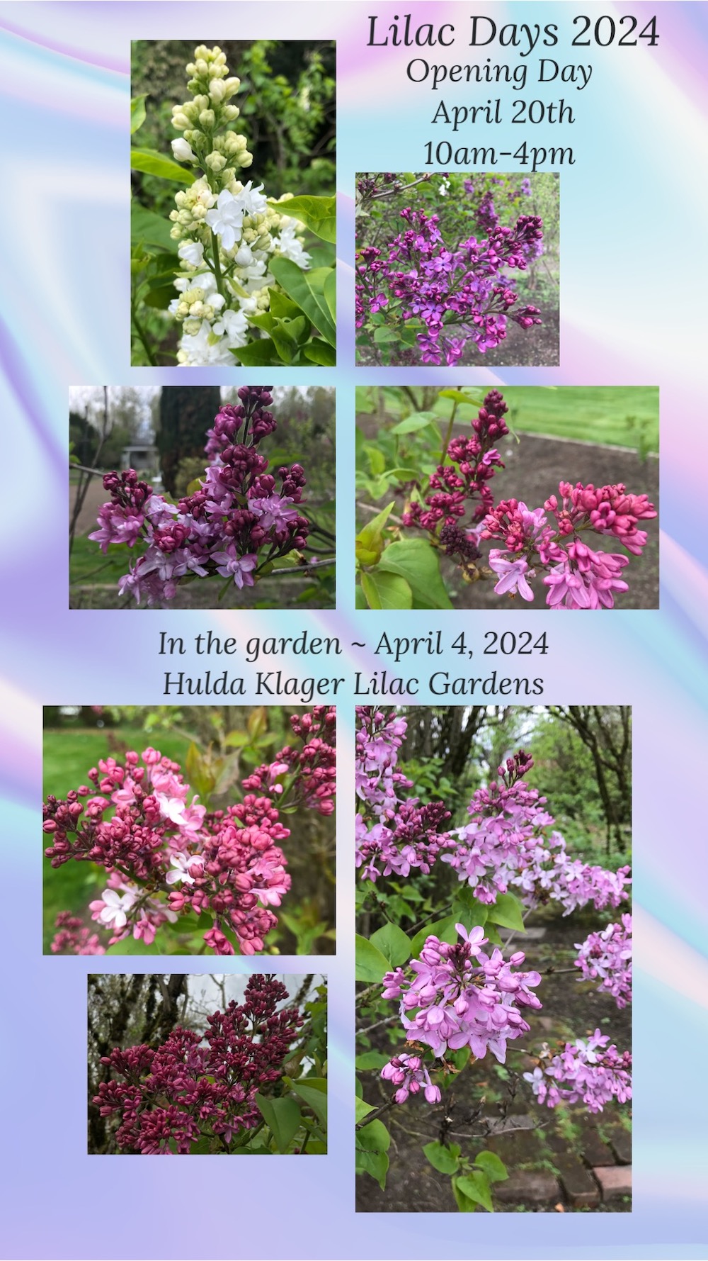 Pictures of current lilacs