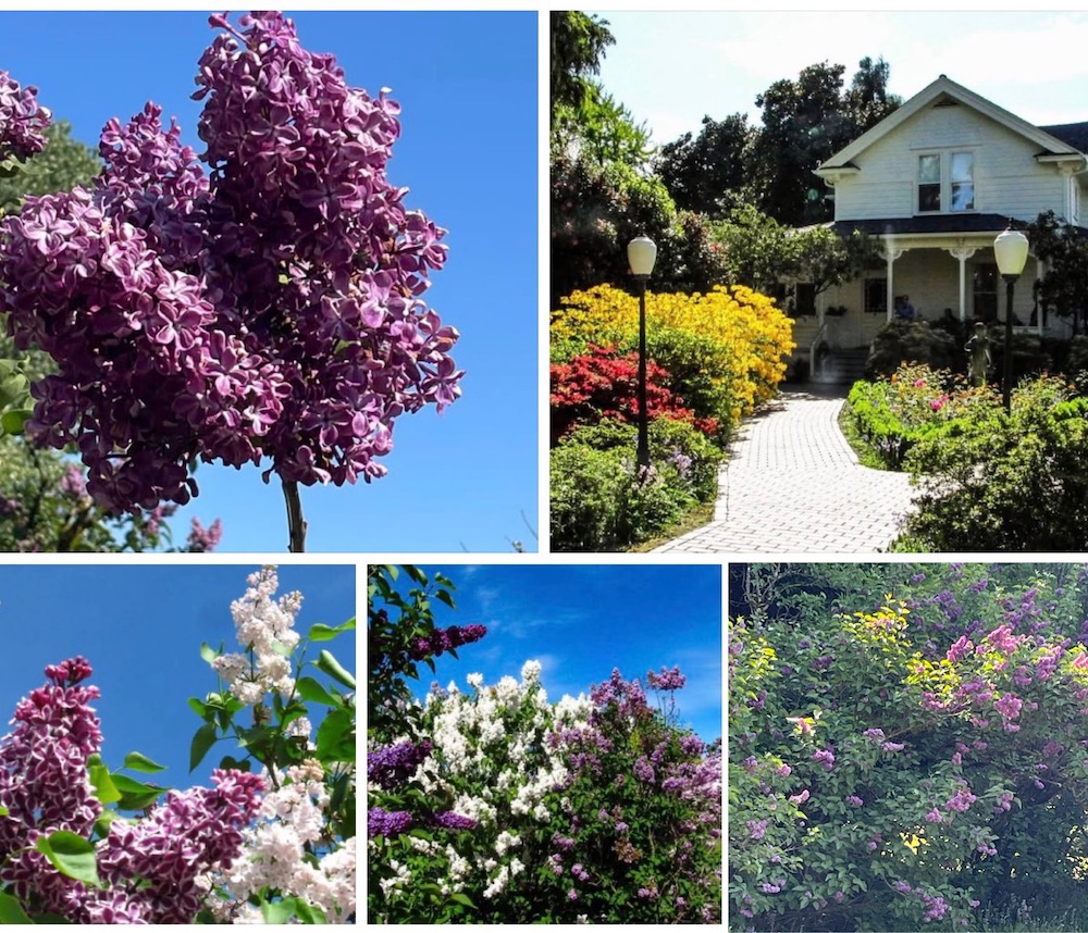 Current flowers blooming