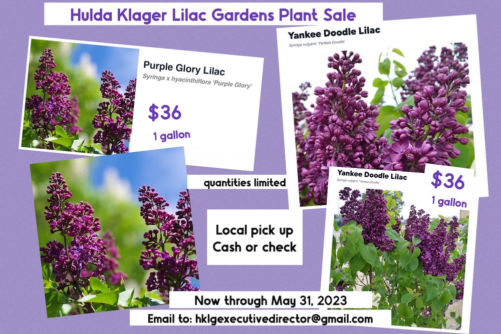 Lilac Sale