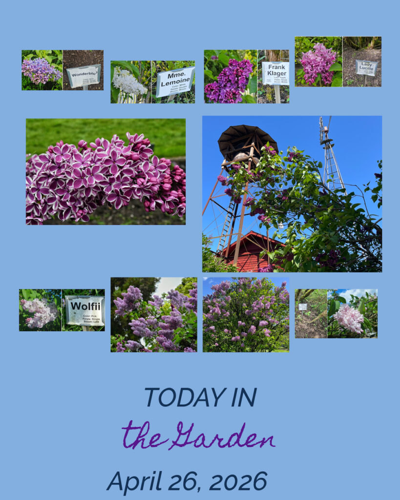 Pics from the garden