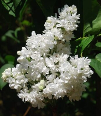 Madame Lemoine