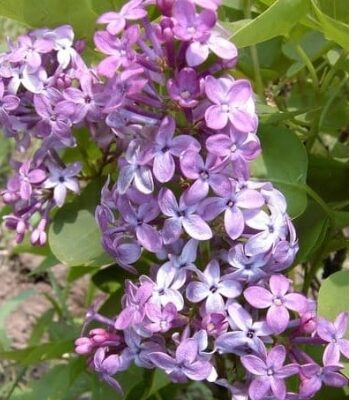 Prairie Petite