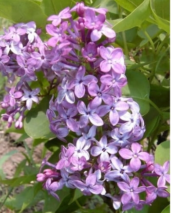 Prairie Petite