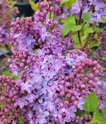 Scentara Pura