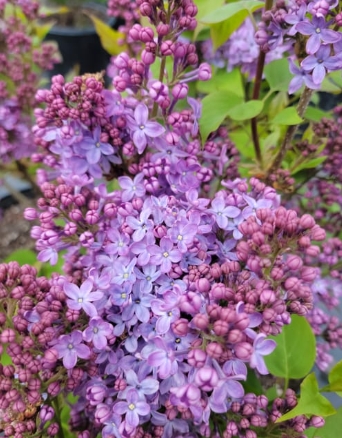 Scentara Pura