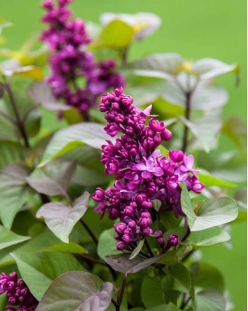 Virtual Violet