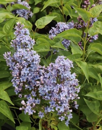 Wonderblue