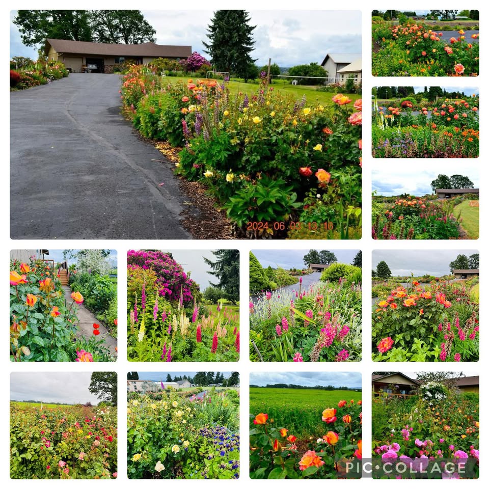 Amie's garden