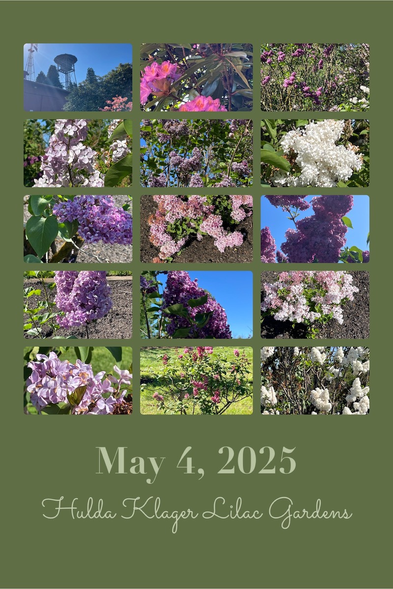Lilacs