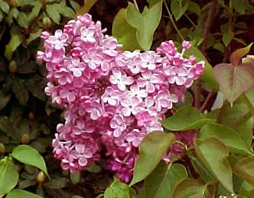 Pink Lilacs – Hulda Klager Lilac Gardens