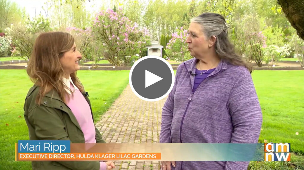 Learn about Lilac Days with AM NW